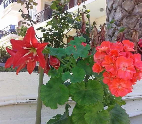Aggeliki Lägenhet *